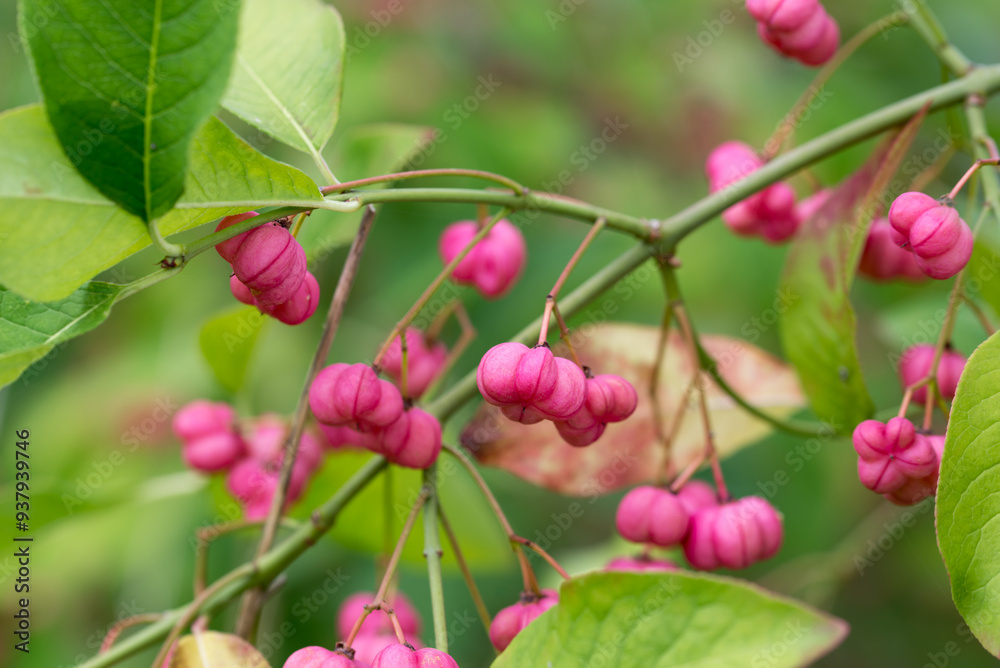 Common spindle, Euonymus europaeus .berries closeup selective focus . Common spindle, Euonymus europaeus .berries closeup selective focus .