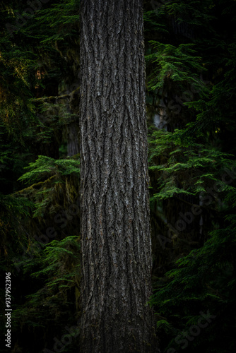 Wallpaper Mural Straight Gray Tree Trunk Stands Out Against Dark Forest Torontodigital.ca