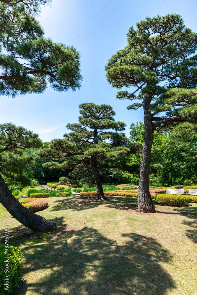 Arbres magnifiques dans les Jardins impériaux à Ginza Arbres magnifiques dans les Jardins impériaux à Ginza