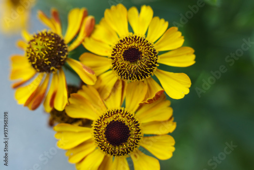 Helenium autumnale, common sneezeweed flowers in the summer garden	