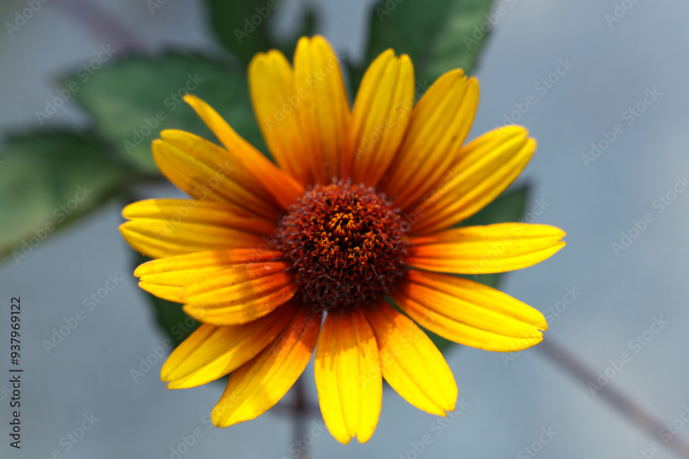 a single Heliopsis helianthoides 'BURNING HEARTS' rough oxeye, false sunflower a single Heliopsis helianthoides 'BURNING HEARTS' rough oxeye, false sunflower