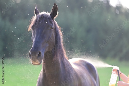 Fliegenspray beim Pferd. Schwarzes Pferd wird mit Insektenschutz besprüht