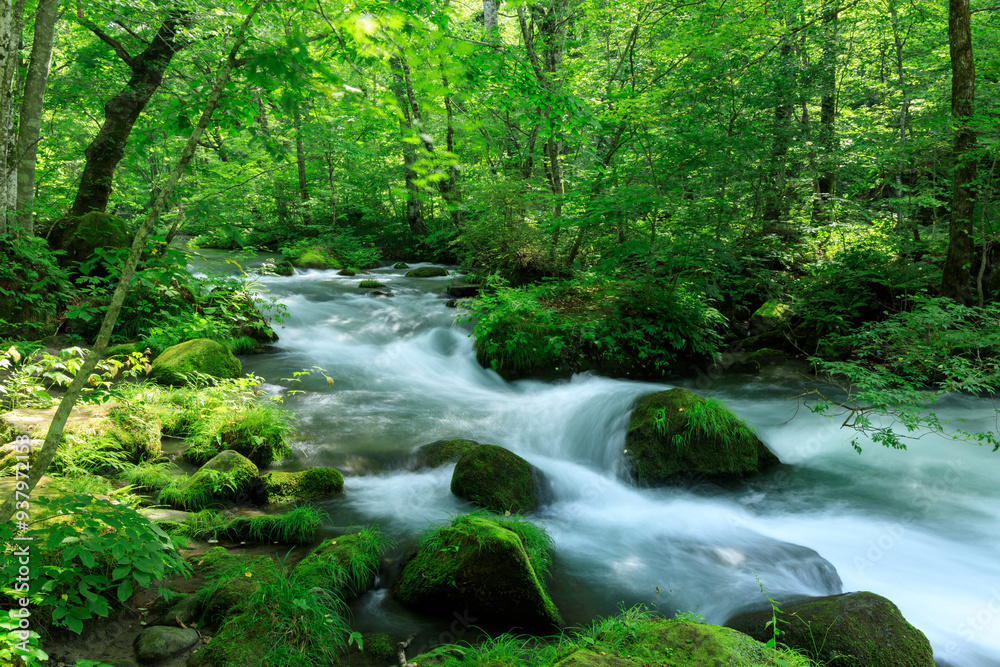 Obraz premium 青森県 奥入瀬渓流 8月