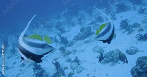 Pair of longfin bannerfish. photo