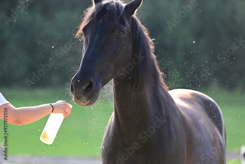 Fliegenspray beim Pferd. Schwarzes Pferd wird mit Insektenschutz besprüht