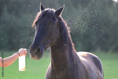 Fliegenspray beim Pferd. Schwarzes Pferd wird mit Insektenschutz besprüht