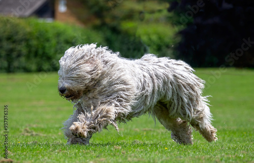 Hungarian Komondor dog running on grass