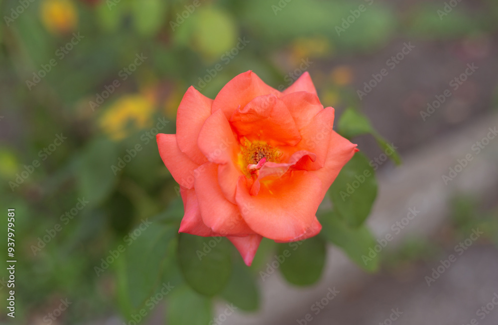 flower in the garden, roses are beautiful with a beautiful sunny day flower in the garden, roses are beautiful with a beautiful sunny day