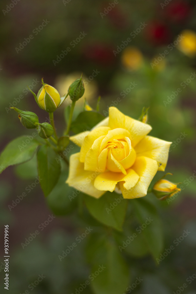 flower in the garden, roses are beautiful with a beautiful sunny day flower in the garden, roses are beautiful with a beautiful sunny day