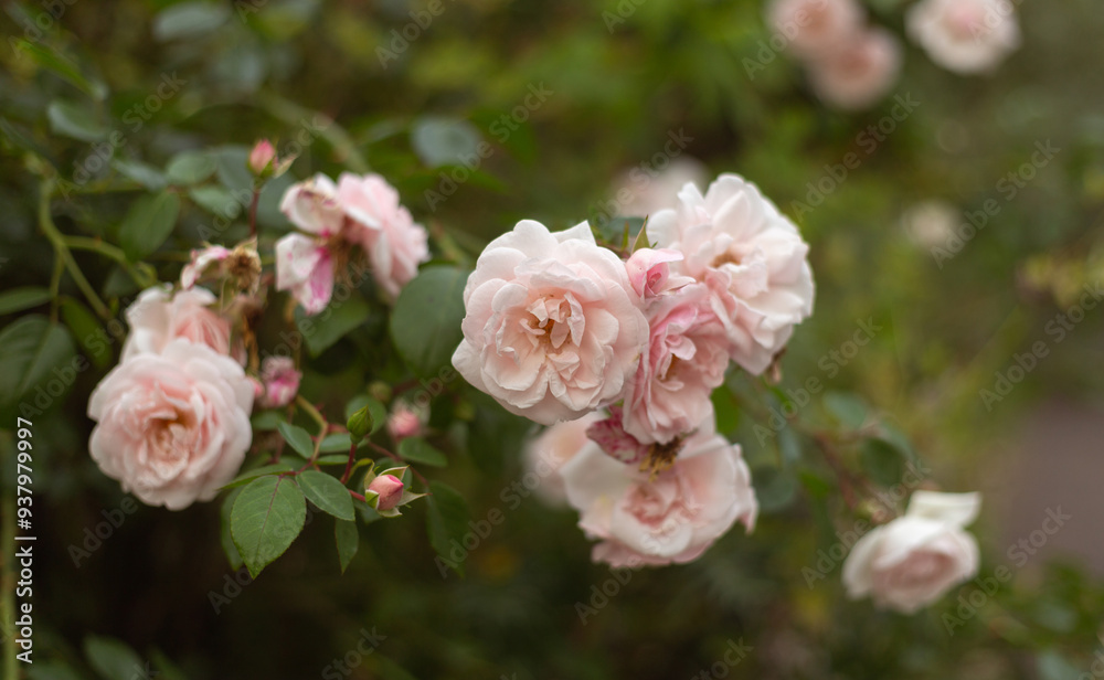 flower in the garden, roses are beautiful with a beautiful sunny day flower in the garden, roses are beautiful with a beautiful sunny day
