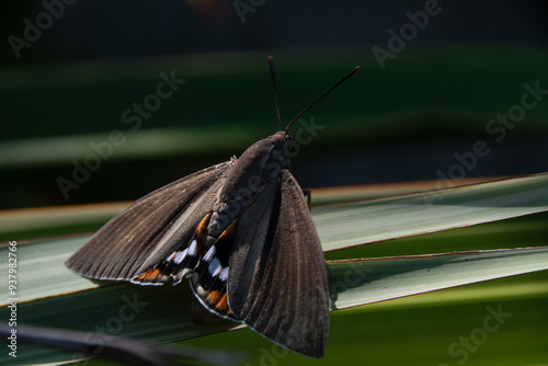 Paysandisia archon, Papillon du palmier, Castnide du palmier