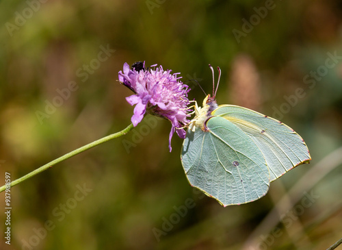 Macrophotographie d'un insecte - Citron de Provence - Gonepteryx cleopatra photo