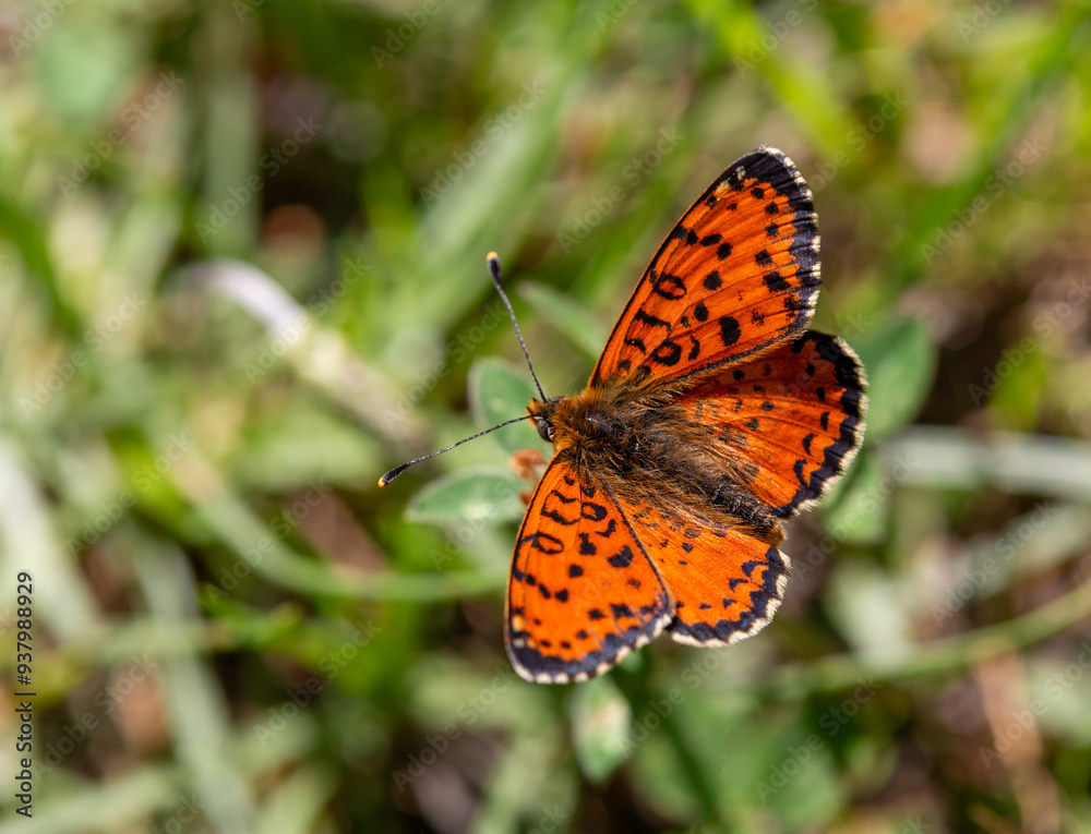 Macrophotographie d'un insecte - Mélitée orangée - Melitaea didyma Macrophotographie d'un insecte - Mélitée orangée - Melitaea didyma