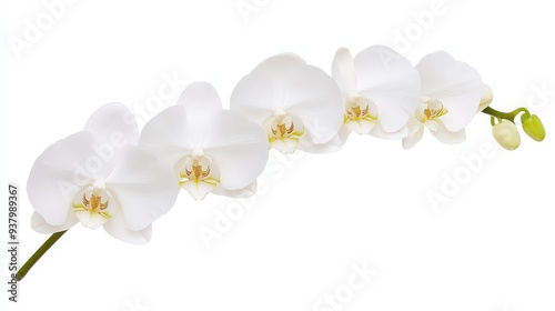White orchid branch with blooming flowers and green buds isolated on a clean white background.
