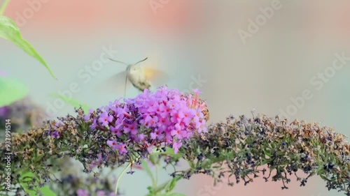 Cute flying insect hawk moth hummingbird hovers collecting nectar above the flowers of the Buddleja alternifolia bush, close up. photo