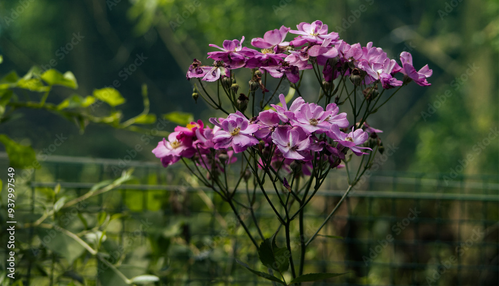 Close-up of flowers on a defocused green background. Flowers of an ornamental plant in the park. Decorative plants, park, summer, season Close-up of flowers on a defocused green background. Flowers of an ornamental plant in the park. Decorative plants, park, summer, season