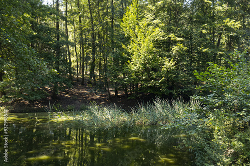 A forgotten place in nature with a pond. A lake hidden in the forest. Nature, peace, a place for rest and meditation. The beauty of nature, balance, mindfulness photo