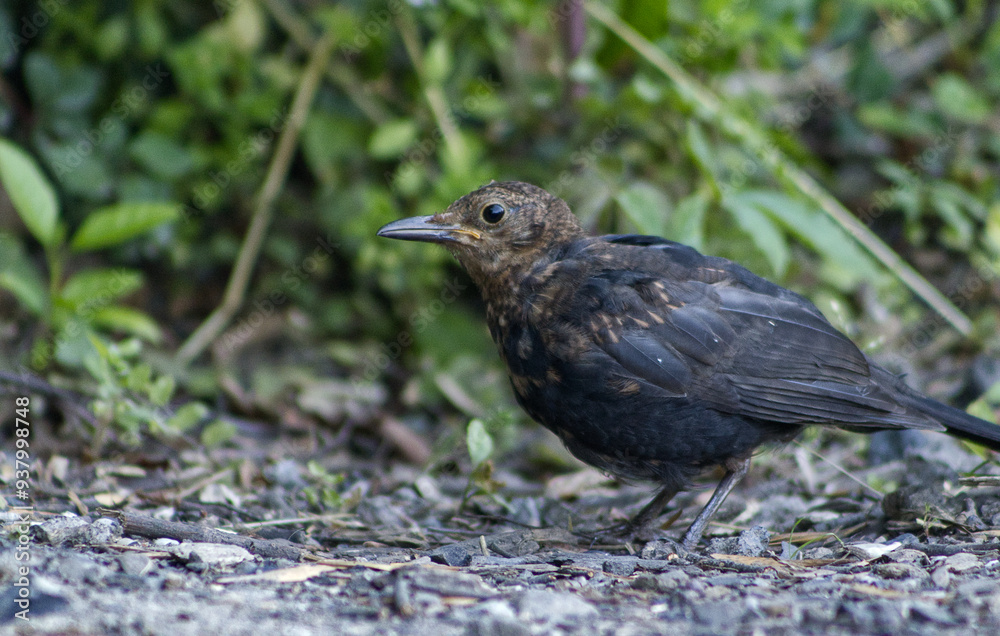 Blackbird female standing on the ground. A bird hopping on the ground. Bird in the park. Wild bird watching. Blackbird female standing on the ground. A bird hopping on the ground. Bird in the park. Wild bird watching.
