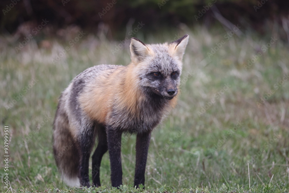 Red fox (Vulpes vulpes) Newfoundland, Canada Red fox (Vulpes vulpes) Newfoundland, Canada