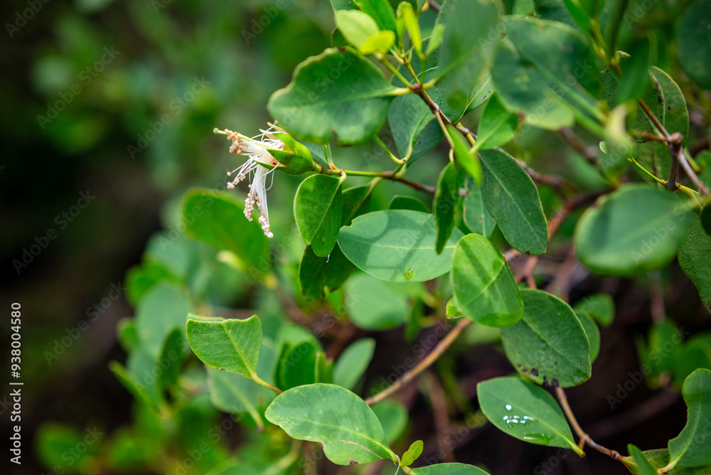 Obraz premium Green background. Sonneratia alba mangrove tree flower