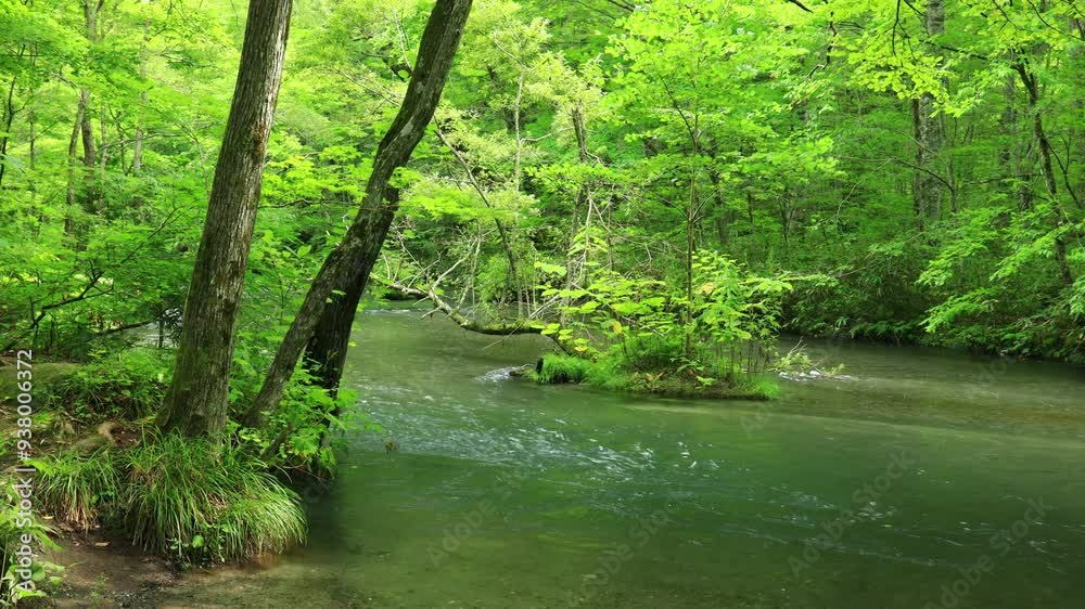 青森県　奥入瀬渓流　8月