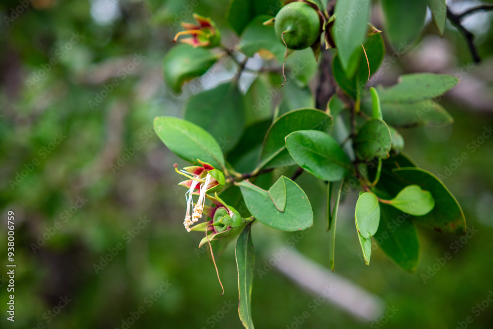 Fototapeta premium Green background. Sonneratia alba mangrove tree flower