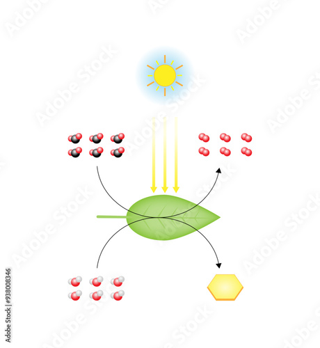 Photosynthesis process, photosynthesis equation formula, Biology Education. Calvin cycle. Vector illustration.	
