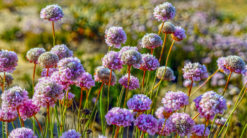 Strand-Grasnelke (Armeria maritima) in Albufeira, Algarve photo