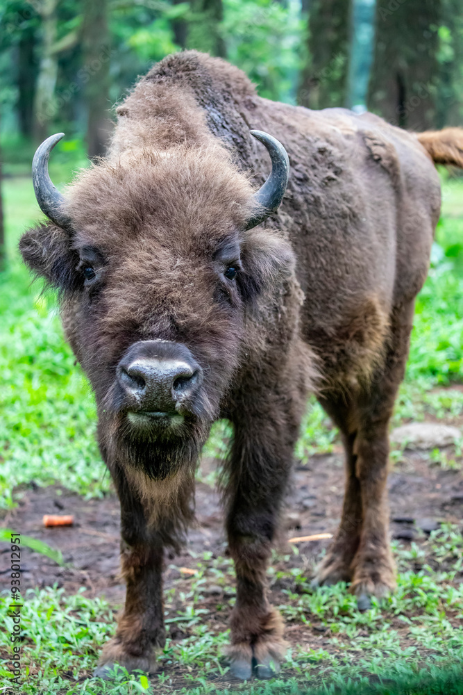 A European bison stands alone.
It is one of two extant species of bison.
European bison were hunted to extinction in the wild in the early 20th century. A European bison stands alone.
It is one of two extant species of bison.
European bison were hunted to extinction in the wild in the early 20th century.
