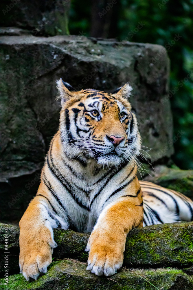 Obraz premium The Bengal tiger (Panthera tigris tigris) was estimated at comprising fewer than 2,500 wild individuals by 2011. The coat is yellow to light orange, with stripes ranging from dark brown to black.