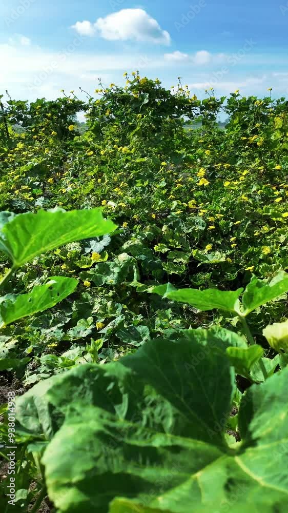 Beautiful luffa tree blooming vibrant yellow flower on trellis, vitality climbing gourd at agriculture garden, Mekong Delta, Viet nam Beautiful luffa tree blooming vibrant yellow flower on trellis, vitality climbing gourd at agriculture garden, Mekong Delta, Viet nam