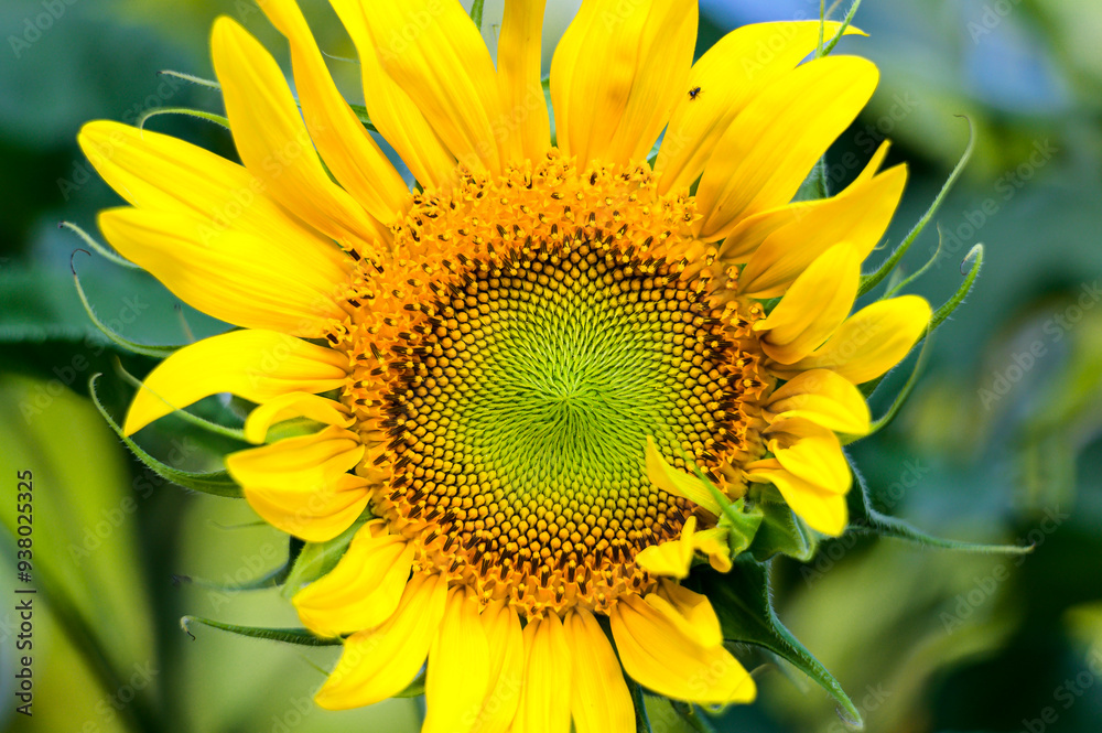 Obraz premium Sunflowers in the garden