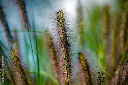 Stachelige Pflanzen in ihrer Natur wachsend