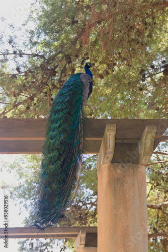 Image of a male peacock on a perch so that all of its feathers are visible