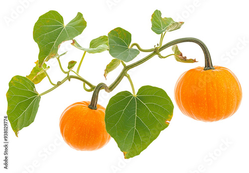 A branch of pumpkin with leaves on transparent background photo