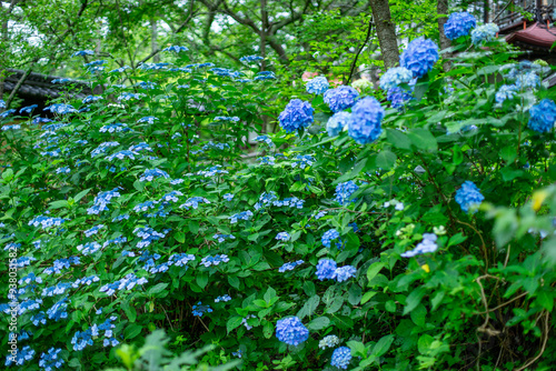 高遠城に咲く紫陽花