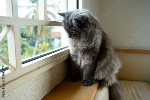 Obraz na plátne A black British Longhair Cat looking out a window hoping to catch unsuspecting b