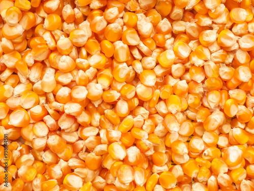 Dried corn kernels. A collection of corn kernels that are being dried in the sun before consumption.