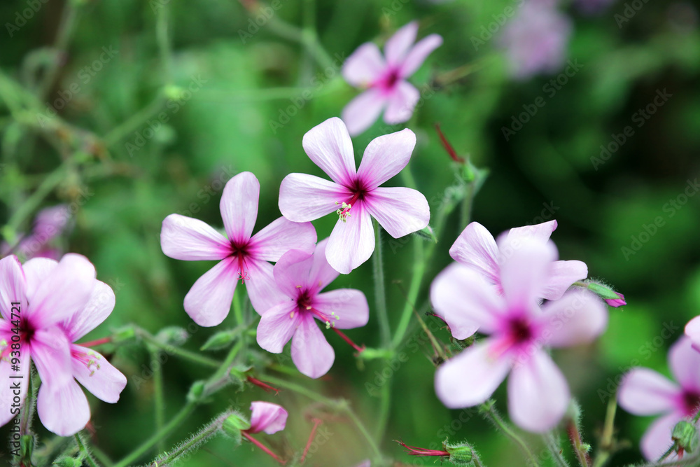 Macro image of Giant Herb Robert flowers, Derbyshire England
Macro image of Giant Herb Robert flowers, Derbyshire England