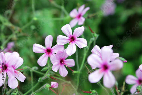 Foto Macro image of Giant Herb Robert flowers, Derbyshire England