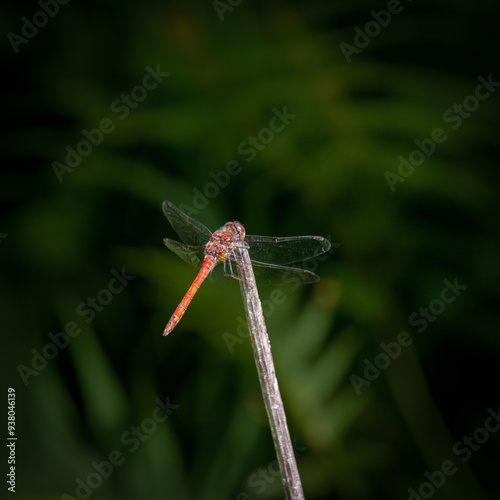 Common darter dragon fly in the wild  photo