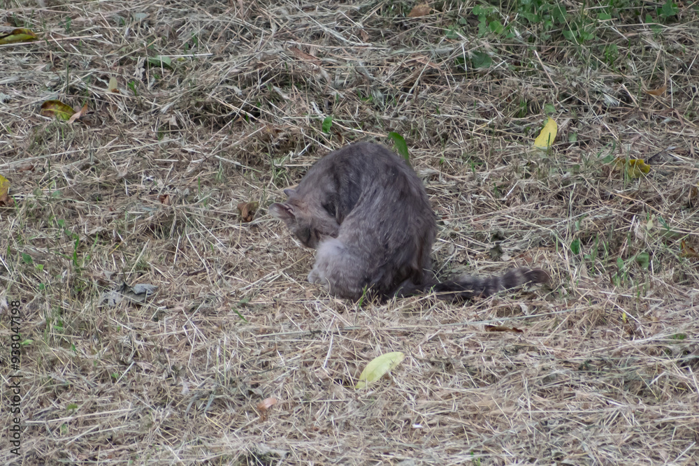 Grey stray cat, Balti, Republic of Moldova, 2021-06-26 Grey stray cat, Balti, Republic of Moldova, 2021-06-26