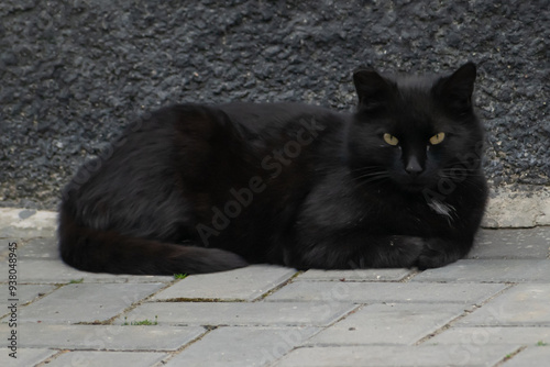 Black stray cat, Balti, Republic of Moldova, 2023-05-03 photo