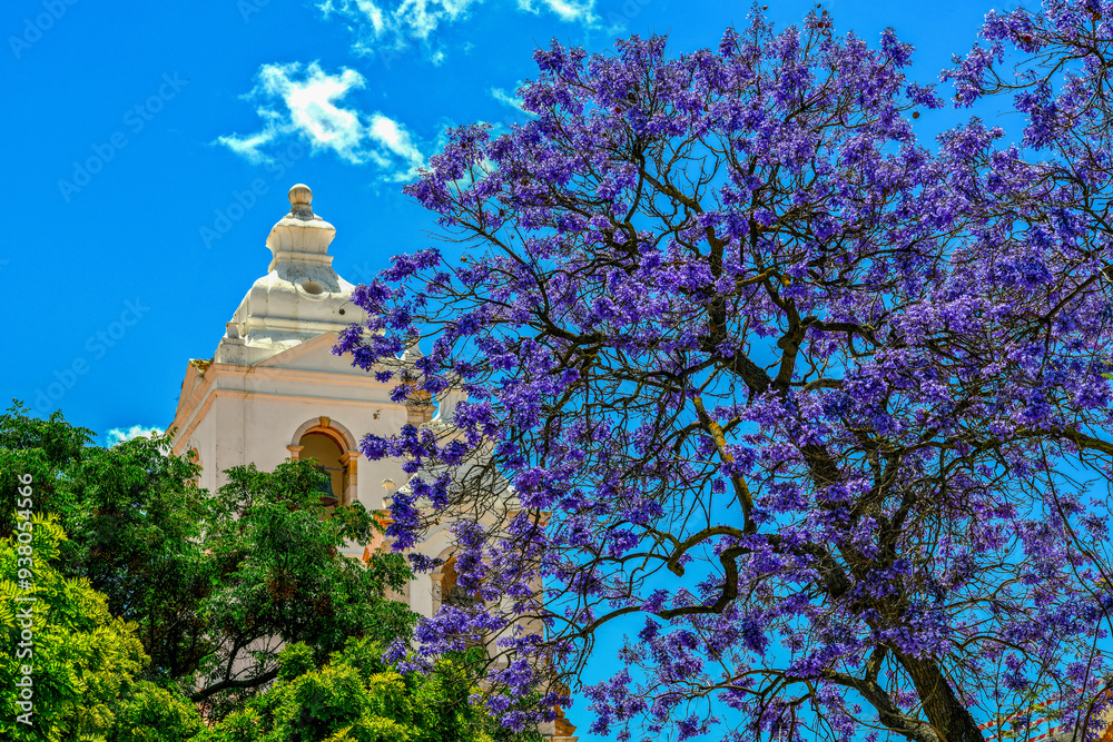Palisanderholzbaum (Jacaranda mimosifolia) in Lagos (Portugal) Palisanderholzbaum (Jacaranda mimosifolia) in Lagos (Portugal)