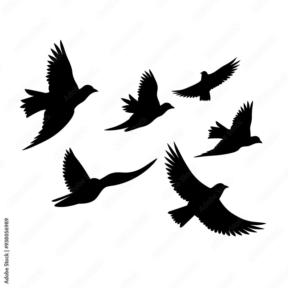 Fototapeta premium bird vector graphic, black and white, silhouette, colourful