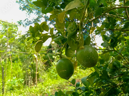 Organic green lemon on branch in Indian agriculture farm