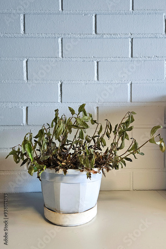 A dead and dried plant in the office with copy space. Withered foliage and brown leaves indicate poor plant care and atmosphere.