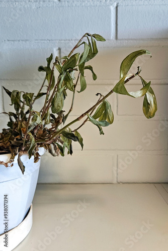 A dead and dried plant in the office. Withered foliage and brown leaves indicate poor plant care and atmosphere.