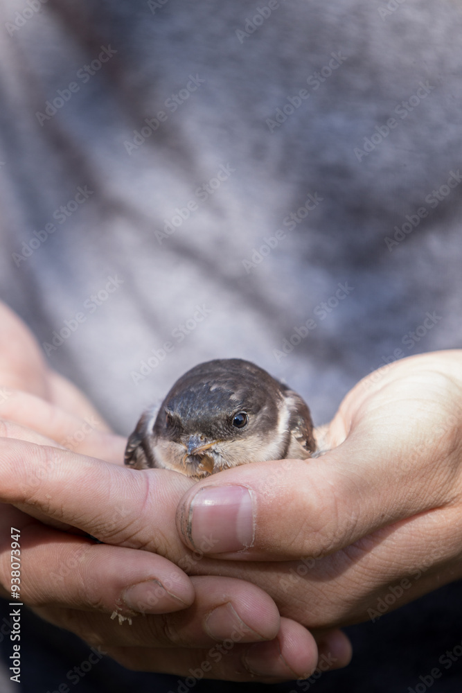 Young Common house martin (Delichon urbicum) is sitting on the hand, United Kingdom, Europe