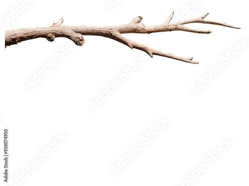 tree trunk isolated on a Transparent background